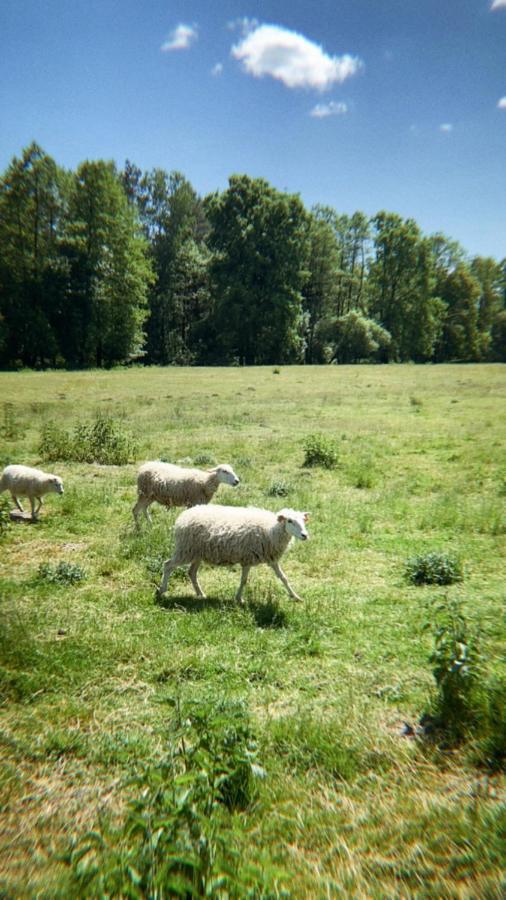 Domki Nad Pilica Krzetow Екстериор снимка